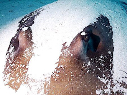 "Gently Sleeping" This large Southern Stingray relaxed in... by Steven Anderson 